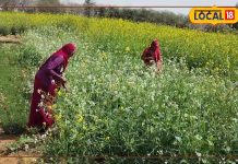 बड़ा करामाती है धोरों में उगने वाली यह सब्जी, स्ट्रोक के जोखिम को करती है कम, खांसी और गठिया में भी है असरदार