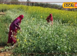 बड़ा करामाती है धोरों में उगने वाली यह सब्जी, स्ट्रोक के जोखिम को करती है कम, खांसी और गठिया में भी है असरदार