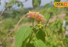 Home Remedies: बहरापन के लिए के लिए कारगर है ये घरेलू नुस्खा, आसानी से ठीक होगा कान का दर्द और संक्रमण,