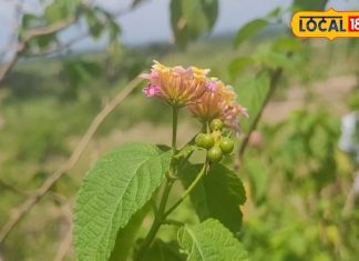 Home Remedies: बहरापन के लिए के लिए कारगर है ये घरेलू नुस्खा, आसानी से ठीक होगा कान का दर्द और संक्रमण,