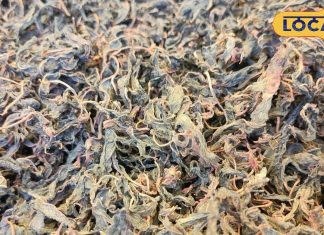 बताइए..रस्सी बनाने वाले पौधे की बना देते हैं भाजी, स्वाद के लोग दीवाने, फायदे जानकर आप भी करेंगे ट्राई