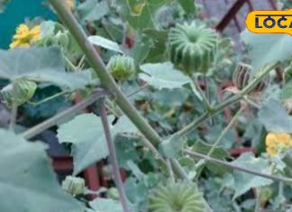 जादूई है यह पौधा, इसके सेवन से पीलिया-डायबिटीज जैसी बीमारियां होती हैं दूर