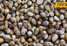 मधुमेह और पाचन का रामबाण इलाज है ये अनाज! शरीर में कैल्शियम की कमी को करेगा पूरा, जानें फायदे