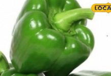 बाहर के तेल का क्या भरोसा… घर पर ही बनाएं स्वादिष्ट शिमला मिर्च के कुरकुरे वड़े; यहां जानें आसान सी रेसिपी!