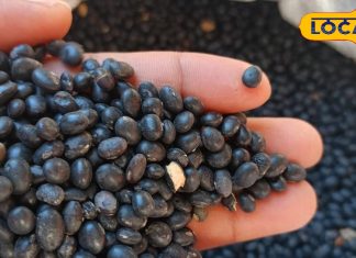 पहाड़ की शान है काले भट्ट, इसके बिना पहाड़ी थाली अधूरी, सुनकर चौंक जाएंगे इसके फायदे