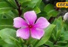 सदाबहार के फूल-पत्ती दोनों हैं उपयोगी, इन बीमारियों में देते हैं राहत