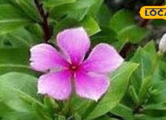 рд╕рджрд╛рдмрд╣рд╛рд░ рдХреЗ рдлреВрд▓-рдкрддреНрддреА рджреЛрдиреЛрдВ рд╣реИрдВ рдЙрдкрдпреЛрдЧреА, рдЗрди рдмреАрдорд╛рд░рд┐рдпреЛрдВ рдореЗрдВ рджреЗрддреЗ рд╣реИрдВ рд░рд╛рд╣рдд