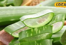 Aloe vera is full of medicinal properties, from stomach problems to skin beauty, it is the solution for everything – Bharat.one हिंदी