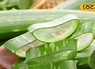 Aloe vera is full of medicinal properties, from stomach problems to skin beauty, it is the solution for everything – Bharat.one हिंदी