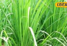 इस घास को न समझें बेकार, मोटापे को बर्फ की तरह पिघाल देगी, एसिडिटी होगी गायब, गिनते-गिनते थक जाएंगे फायदे! – Bharat.one हिंदी