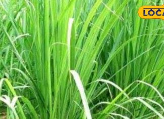 इस घास को न समझें बेकार, मोटापे को बर्फ की तरह पिघाल देगी, एसिडिटी होगी गायब, गिनते-गिनते थक जाएंगे फायदे! – Bharat.one हिंदी