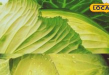 आज क्या खाऊं! सर्दियों में खाएं पत्ता गोभी की अनोखी डिश