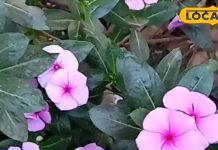 क्या आप जानते हैं घर में लगे इस करामाती पौधे के फायदे? कैंसर के इलाज में होता है उपयोग, फोड़े-फुंसी में कारगर