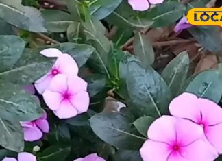 क्या आप जानते हैं घर में लगे इस करामाती पौधे के फायदे? कैंसर के इलाज में होता है उपयोग, फोड़े-फुंसी में कारगर