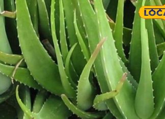 चेहरे पर डायरेक्ट एलोवेरा लगाने के कई नुकसान, जान गए तो फिर कभी नहीं करेंगे ऐसा