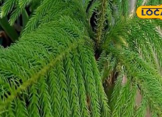 Health Tips: The oil of this tree is very beneficial for peace of mind, it also removes skin related disorders