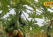 दवाओं का भंडार है यह पेड़ , फल और पत्तियों से दांत दर्द और बवासरी बीमारियां हो जाती है गायब – Bharat.one हिंदी