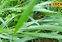 सुबह-सुबह गिरने वाली ये चीज, सदियों से बीमारियों को करती आ रही छूमंतर