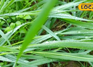 सुबह-सुबह गिरने वाली ये चीज, सदियों से बीमारियों को करती आ रही छूमंतर