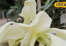 इस पेड़ में अगस्त्य ऋषि की शक्तियां, इन रोगों में तुरंत देता है चमत्कारी आराम