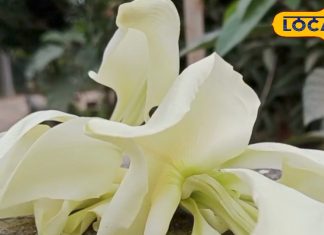 इस पेड़ में अगस्त्य ऋषि की शक्तियां, इन रोगों में तुरंत देता है चमत्कारी आराम