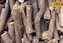 बेहद चमत्कारी है यह जड़ी-बूटी, अल्सर, पेट दर्द और एक्जिमा को कर देगा छूमंतर, एक्सपर्ट से जानें सेवन का तरीका