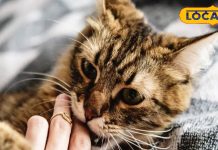 बिल्ली काटने पर क्या करें? घर पर सबसे पहले ऐसे करें इलाज, फिर सीधे जाएं अस्पताल, लगेंगे इतने इंजेक्शन