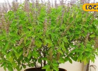 इस छोटे से पौधे के पत्ते में छिपा है चमत्कारी गुण, कई रोगों से दिलाता है निजात, एक्सपर्ट से जानें सेवन विधि