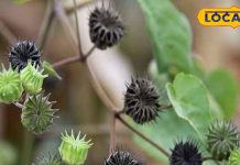 तनाव का पक्का दुश्मन, कब्ज..गैस और एसिडिटी का काल है ये पौधा, ऐसे करें सेवन, कई बीमारियों से मिलेगा छुटकारा