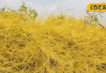 पेड़ों की ये चमत्कारिक घास जड़ से मिटा देगी बादी बवासीर, पेट दर्द में भी रामबाण