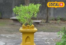 खाली पेट करें इस पौधे की 4 पत्तियों का सेवन… तनाव, अनिद्रा हो जाएगी गायब! चेहरे पर आएगा निखार