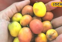 वसंत आने पर मिलता है ये फल, कब्ज के लिए रामबाण, BP रहेगा कंट्रोल, इम्यूनिटी बढ़ेगी, डायबिटीज वाले भी खाएं