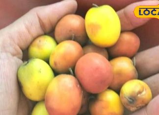 वसंत आने पर मिलता है ये फल, कब्ज के लिए रामबाण, BP रहेगा कंट्रोल, इम्यूनिटी बढ़ेगी, डायबिटीज वाले भी खाएं