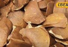 Sugar Badam Benefits: खाने में कड़वा लेकिन गजब के फायदे, शुगर बादाम खाएं लेकिन संभाल के