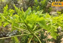 पीलिया और इन बीमारियों में रामबाण ये चीज, एक नहीं मिलेगें अनगिनत फायदे