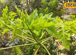 पीलिया और इन बीमारियों में रामबाण ये चीज, एक नहीं मिलेगें अनगिनत फायदे