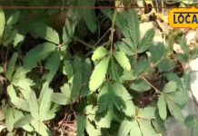 छुई- मुई के पौधे के फायदे जान आप रह जाएंगे हैरान, सूजन, बवासीर, पेट की समस्याओं में देता है आराम, जानें तरीका