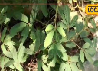 छुई- मुई के पौधे के फायदे जान आप रह जाएंगे हैरान, सूजन, बवासीर, पेट की समस्याओं में देता है आराम, जानें तरीका