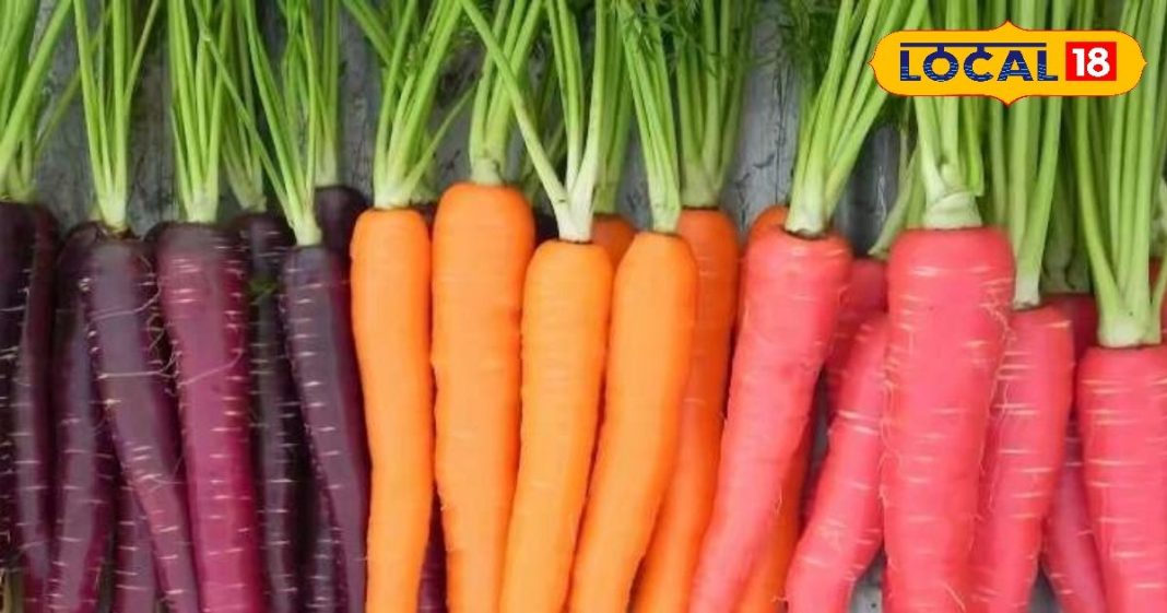 काली गाजर के फायदे जान हो जाओगे हैरान, बीमारी को दरवाजे पर रोक देने की रखती है क्षमता! खाने में कीजिए शामिल