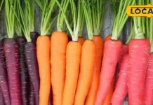 काली गाजर के फायदे जान हो जाओगे हैरान, बीमारी को दरवाजे पर रोक देने की रखती है क्षमता! खाने में कीजिए शामिल