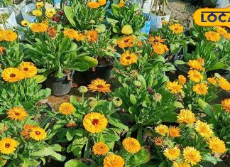 बड़ी ही करामाती है ये पीला दिखने वाला फूल, इसका रस त्वचा में लगा देगा चार चांद, बुढ़ापे में दिखेंगे जवान!