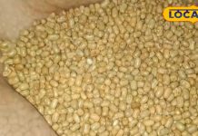 अरहर, चना को करें बाय-बाय, करें इस दाल का सेवन… वजन होगा कंट्रोल, तनाव भी हो जाएगा गायब