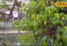 फल ही नहीं इसका पेड़ भी है बड़ा उपयोगी, चेहरे की झुर्री से लेकर अस्थमा, चर्म रोग, सांस सहित इन रोगों में है फायदेमंद