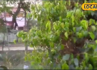 फल ही नहीं इसका पेड़ भी है बड़ा उपयोगी, चेहरे की झुर्री से लेकर अस्थमा, चर्म रोग, सांस सहित इन रोगों में है फायदेमंद