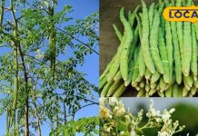 Diabetes Remedies: शुगर मरीजों के लिए अमृत हैं ये पत्ते, इम्युनिटी बूस्ट करने में भी मददगार