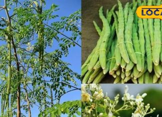 Diabetes Remedies: शुगर मरीजों के लिए अमृत हैं ये पत्ते, इम्युनिटी बूस्ट करने में भी मददगार