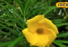 विष्णु और शिव का प्रिय है ये फूल, पीरियड की पीड़ाएं कर देता है छूमंतर