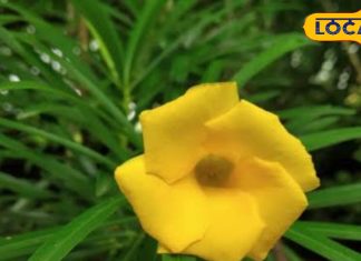 विष्णु और शिव का प्रिय है ये फूल, पीरियड की पीड़ाएं कर देता है छूमंतर