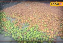 इस फल का बहुत क्रेज! ठंड में नहीं, गर्मियों में भी धड़ल्ले से खाते हैं लोग, जानिए इसके गजब के फायदे