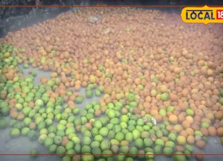 इस फल का बहुत क्रेज! ठंड में नहीं, गर्मियों में भी धड़ल्ले से खाते हैं लोग, जानिए इसके गजब के फायदे